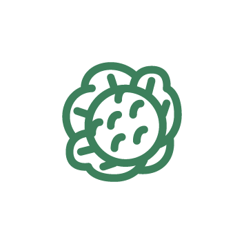 cabbage-icon-01-01-01