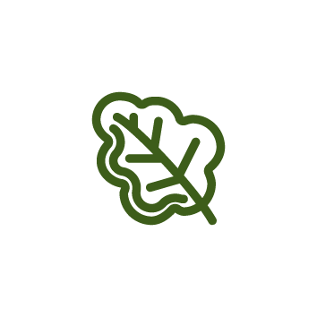 spinach-icon-01-01-01