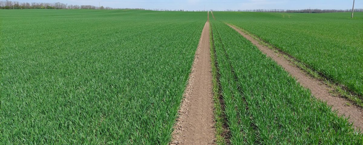 Fiatal búzatábla. (Fotó: Seedplus)