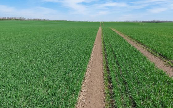 Fiatal búzatábla. (Fotó: Seedplus)