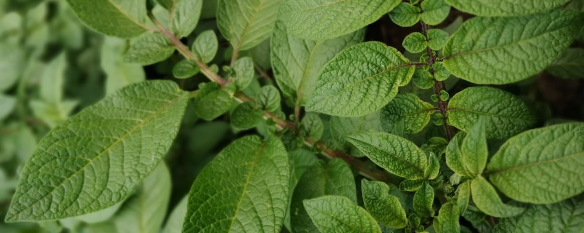 Tavaszi fagyok elleni védekezés, megelőzés