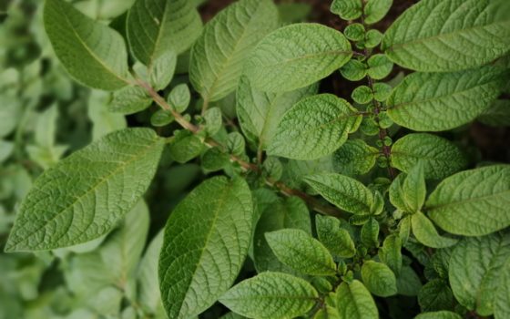 Tavaszi fagyok elleni védekezés, megelőzés