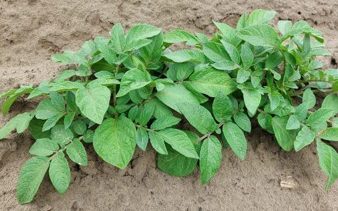 Tavaszi fagyok hatása burgonyában szakcikk. A képen egészséges burgonya.