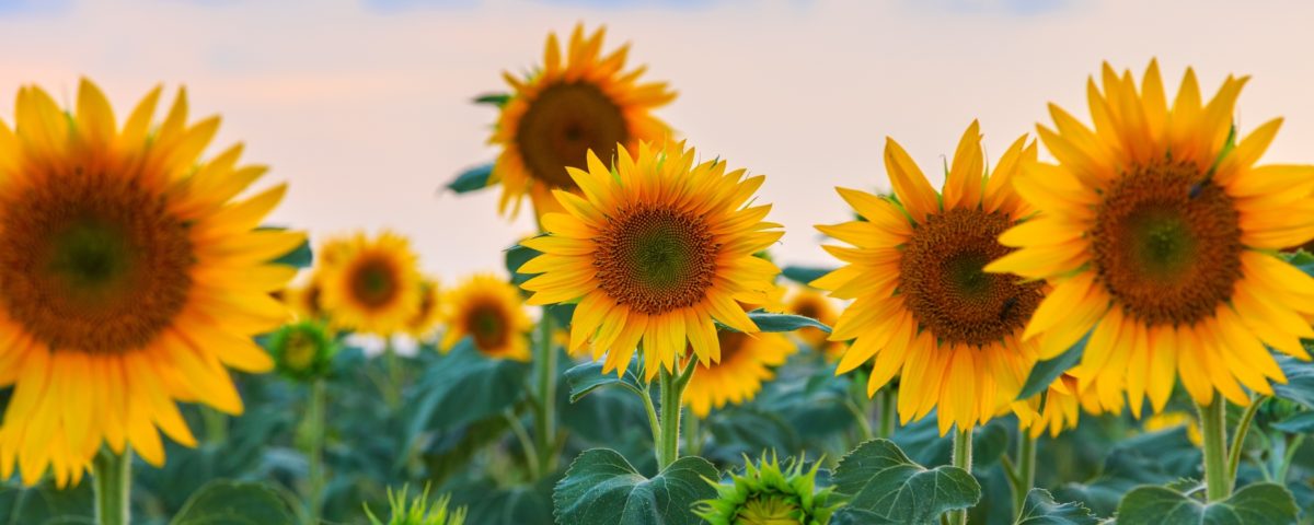 Stresszmentes növények, biztosabb hozam: regeneráció, kondicionálás biostimulátorokkal