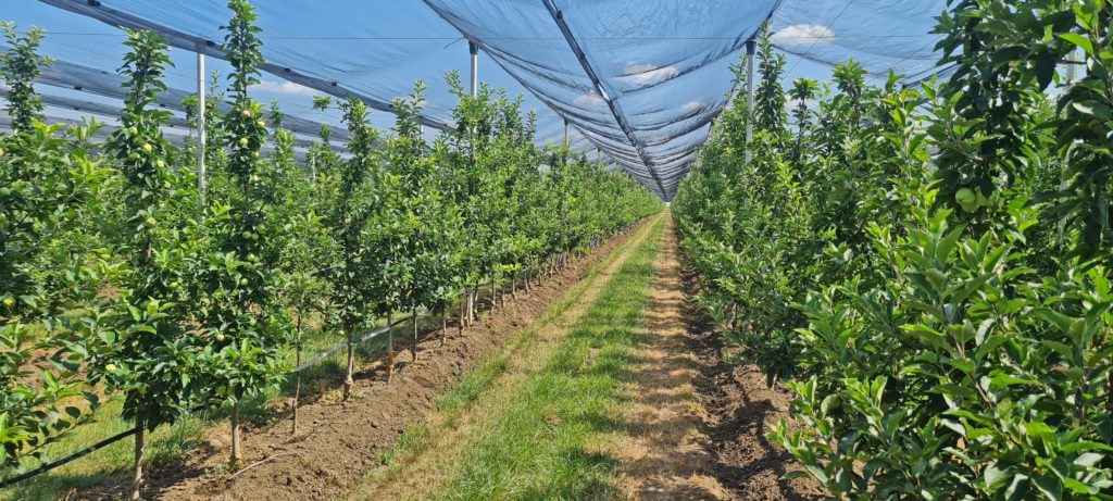 Nutrired Cupra réz, alma