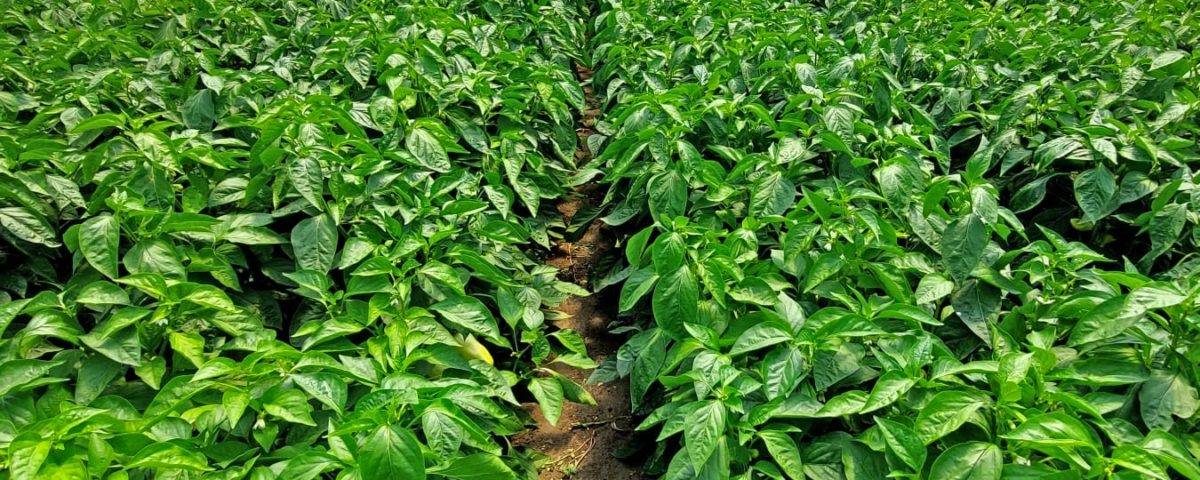 Nutrired Cupra réz, paprika