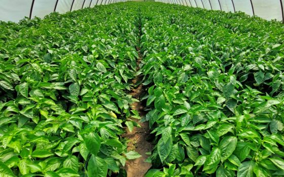 Nutrired Cupra réz, paprika